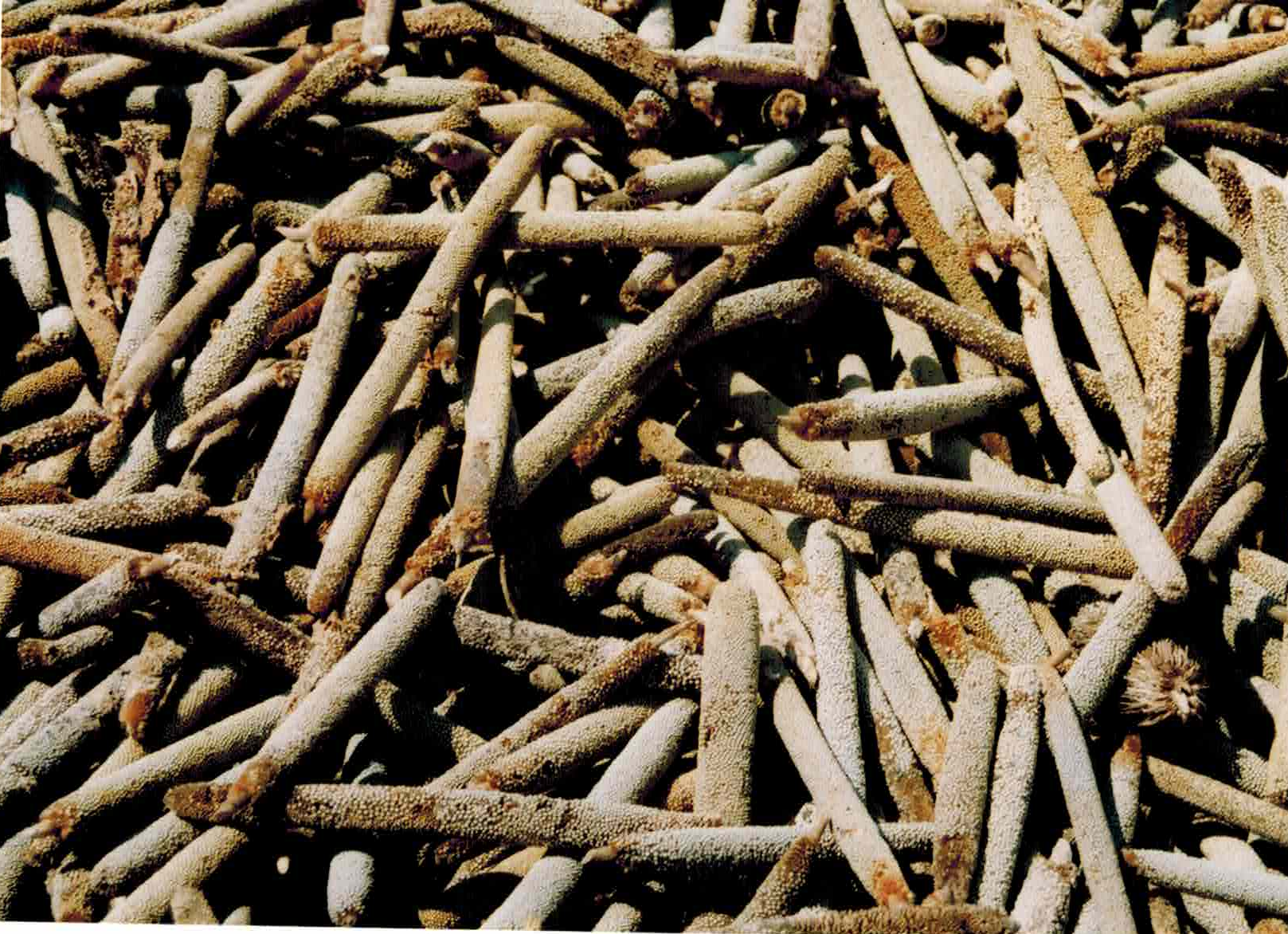 Traditional Kanuri Grain, Borno State, Nigeria, 2006